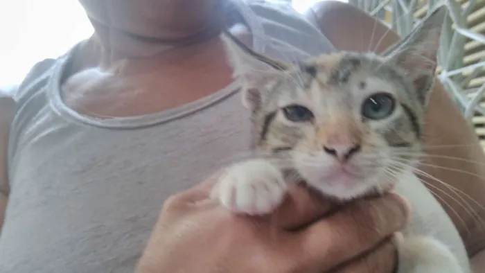 Gato ra a indefinida idade Abaixo de 2 meses nome indefinido