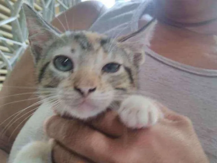 Gato ra a indefinida idade Abaixo de 2 meses nome indefinido