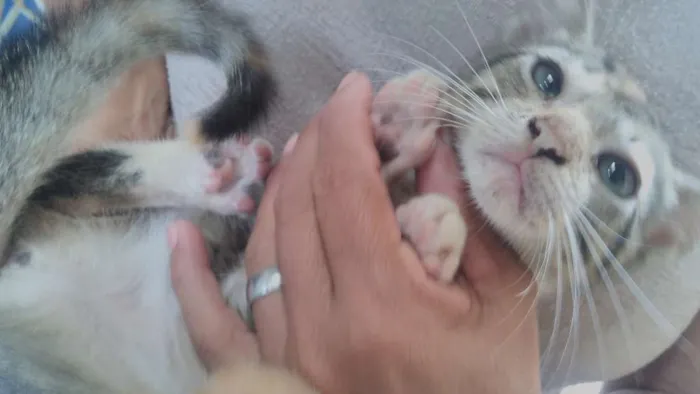 Gato ra a indefinida idade Abaixo de 2 meses nome indefinido