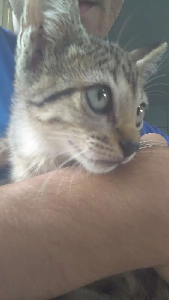 Gato ra a indefinida idade Abaixo de 2 meses nome indefinido