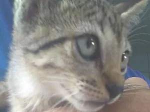 Gato raça indefinida idade Abaixo de 2 meses nome indefinido