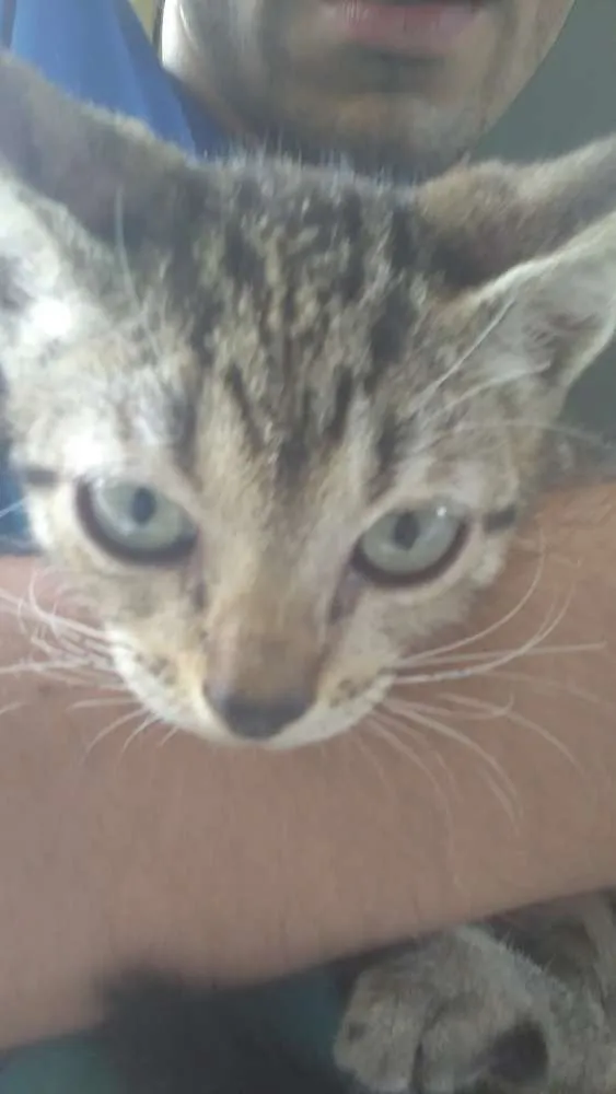 Gato ra a indefinida idade Abaixo de 2 meses nome indefinido