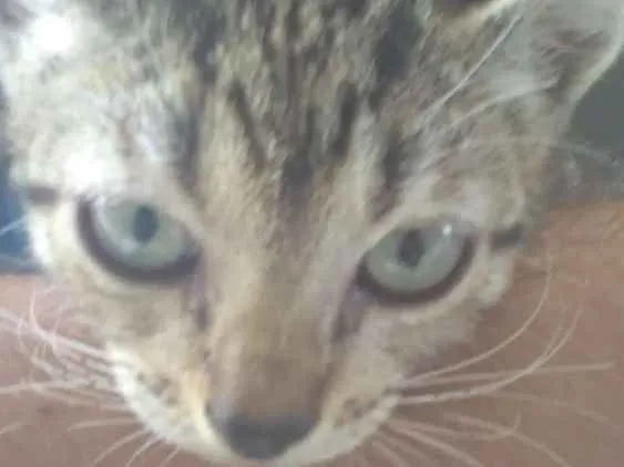 Gato ra a indefinida idade Abaixo de 2 meses nome indefinido