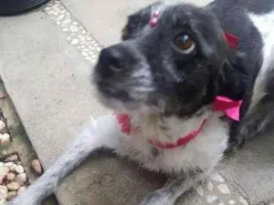 Cachorro raça SRD idade 3 anos nome MARGARIDA 
