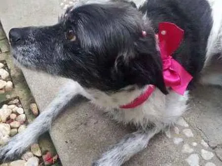 Cachorro ra a SRD idade 5 anos nome MARGARIDA