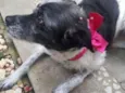 MARGARIDA