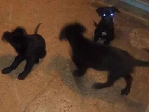 Cachorro ra a Virá lata idade 2 a 6 meses nome Cachorros