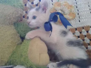 Gato raça Sem raça  idade 2 a 6 meses nome Luisinha