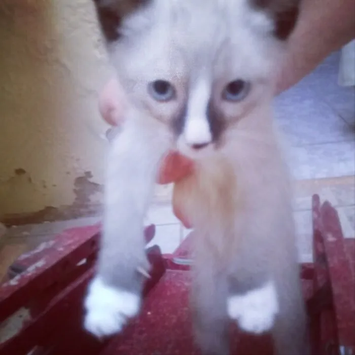 Gato ra a Vira lata idade 2 a 6 meses nome Tuaco