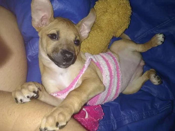 Cachorro ra a SRD idade 2 a 6 meses nome Mel
