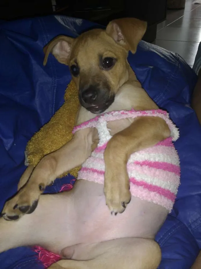 Cachorro ra a SRD idade 2 a 6 meses nome Mel