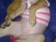 Mel