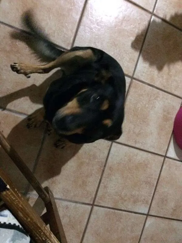 Cachorro ra a SRD idade 3 anos nome Cherry
