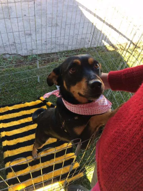 Cachorro ra a SRD idade 3 anos nome Cherry