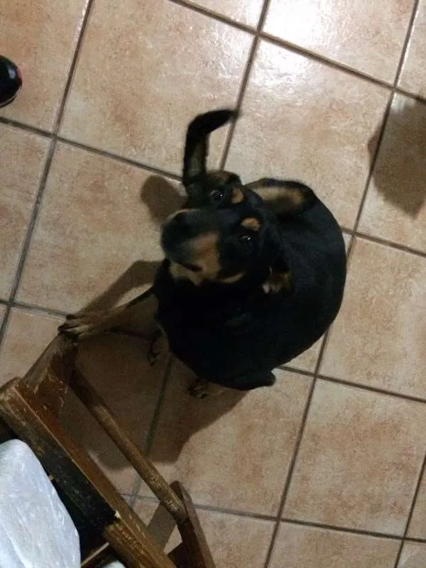 Cachorro ra a SRD idade 3 anos nome Cherry