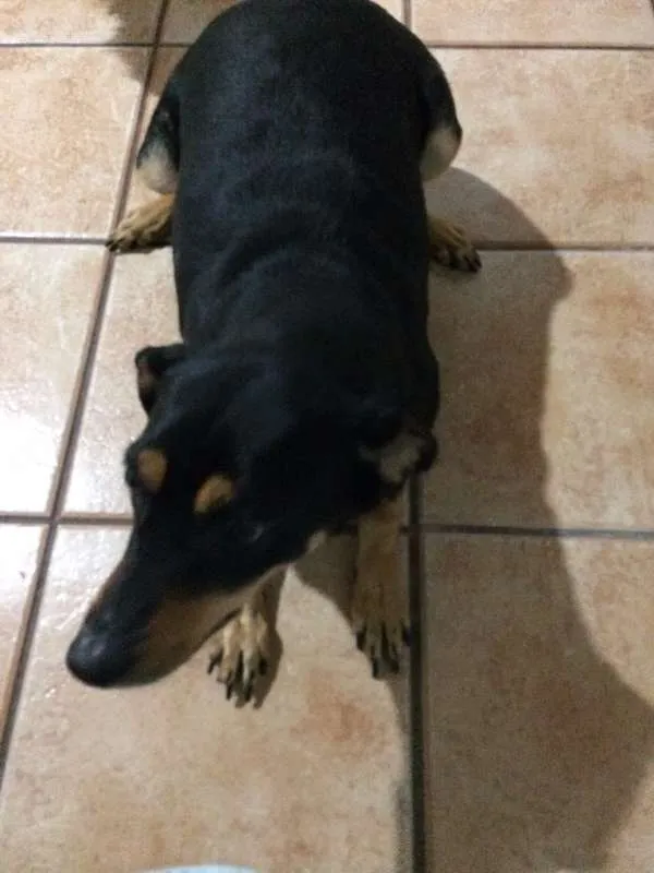 Cachorro ra a SRD idade 3 anos nome Cherry