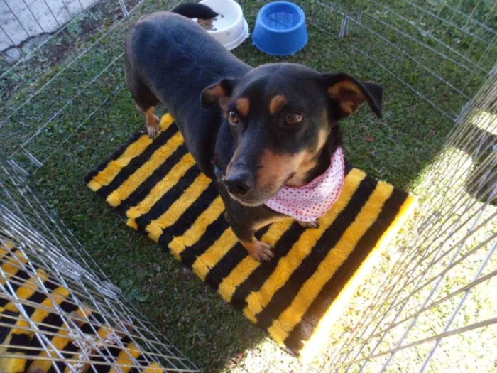Cachorro ra a SRD idade 3 anos nome Cherry