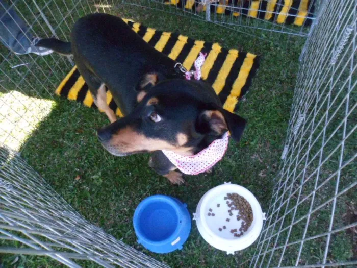 Cachorro ra a SRD idade 3 anos nome Cherry