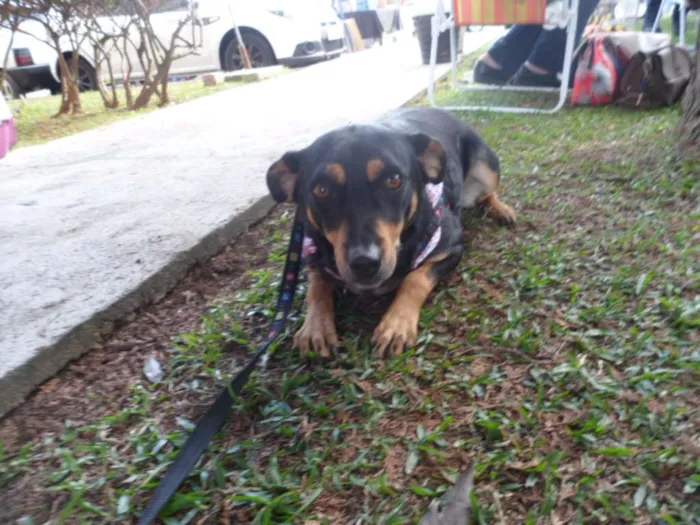 Cachorro ra a SRD idade 3 anos nome Cherry