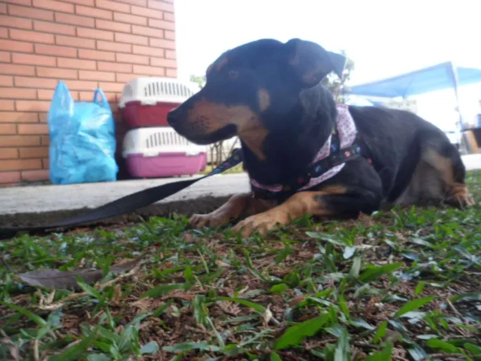 Cachorro ra a SRD idade 3 anos nome Cherry