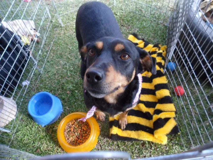Cachorro ra a SRD idade 3 anos nome Cherry
