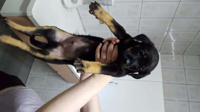Cachorro ra a SRD idade Abaixo de 2 meses nome Filhote / ZN DE SP
