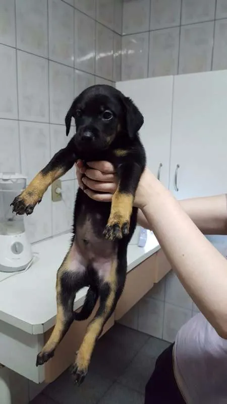 Cachorro ra a SRD idade Abaixo de 2 meses nome Filhote / ZN DE SP