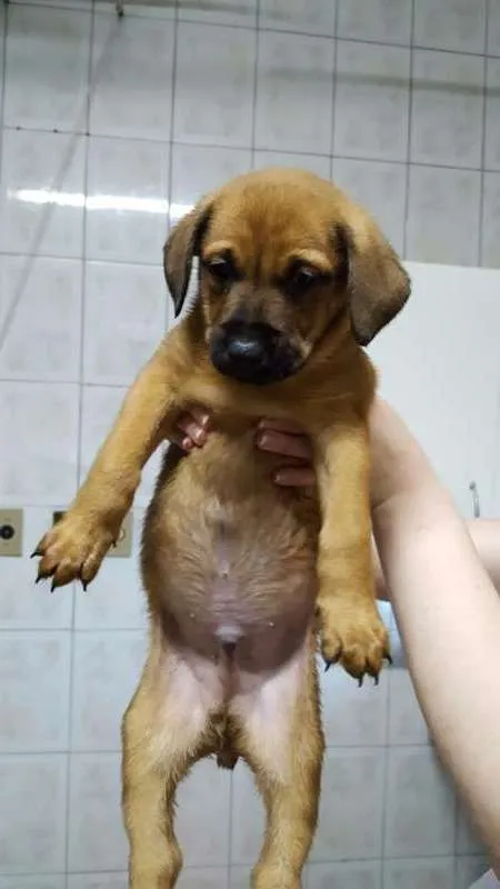 Cachorro ra a SRD idade Abaixo de 2 meses nome Filhote / ZN DE SP