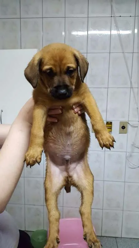 Cachorro ra a SRD idade Abaixo de 2 meses nome Filhote / ZN DE SP