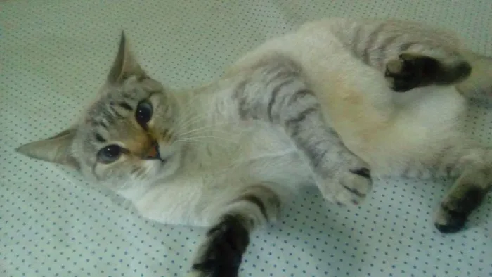 Gato raça  idade 7 a 11 meses nome Gucci (Guti)