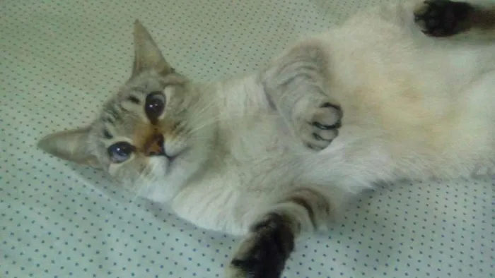 Gato raça  idade 7 a 11 meses nome Gucci (Guti)
