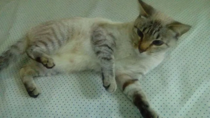Gato raça  idade 7 a 11 meses nome Gucci (Guti)