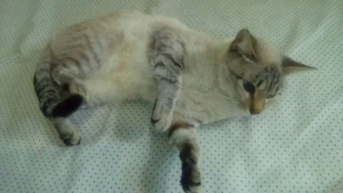 Gato raça  idade 7 a 11 meses nome Gucci (Guti)