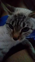 Gucci (Guti)