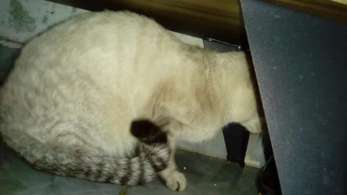 Gato raça  idade 7 a 11 meses nome Gucci (Guti)