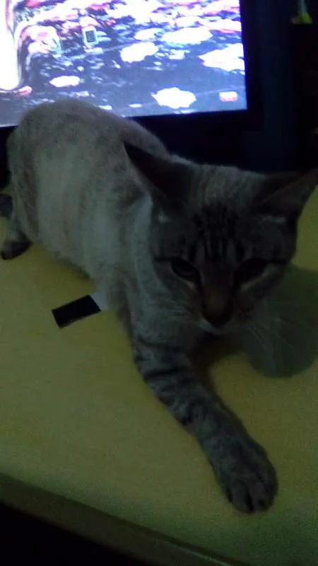 Gato raça  idade 7 a 11 meses nome Gucci (Guti)