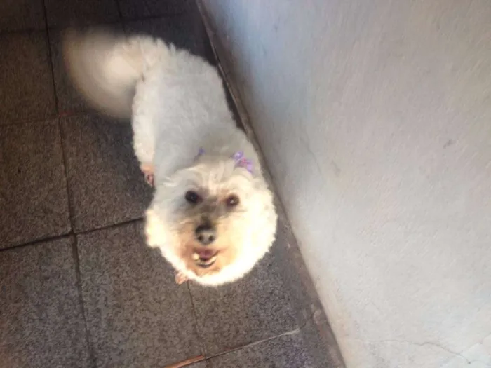 Cachorro ra a Poodle idade 4 anos nome Sem nome