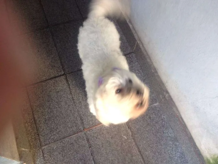 Cachorro ra a Poodle idade 4 anos nome Sem nome