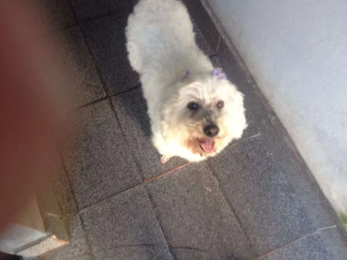 Cachorro ra a Poodle idade 4 anos nome Sem nome