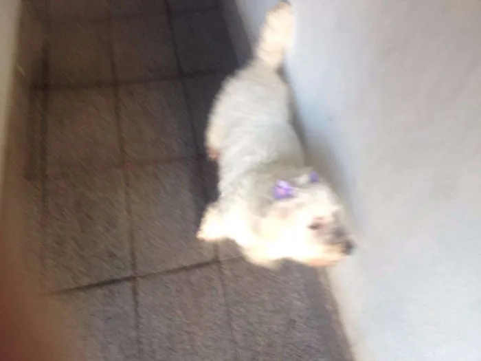 Cachorro ra a Poodle idade 4 anos nome Sem nome