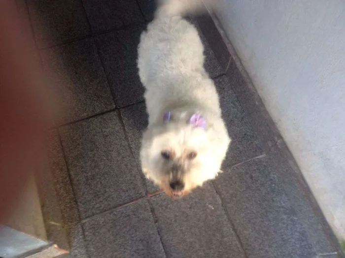 Cachorro ra a Poodle idade 4 anos nome Sem nome