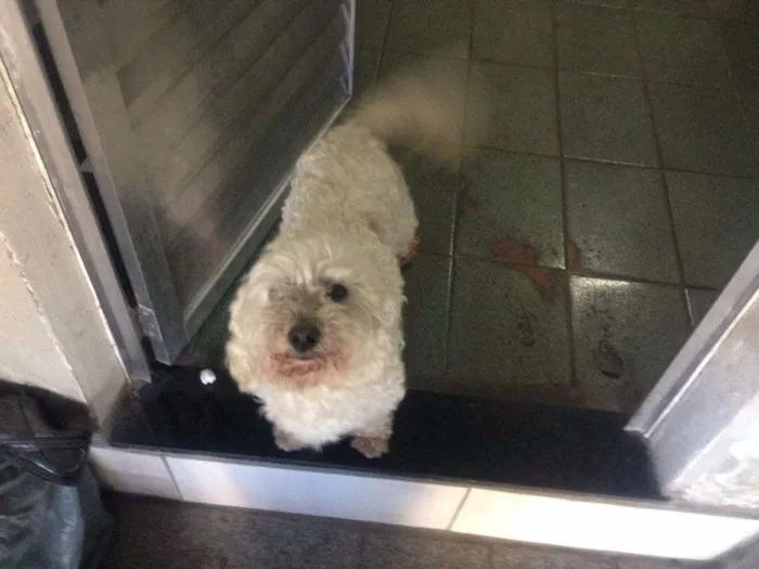 Cachorro ra a Poodle idade 4 anos nome Sem nome