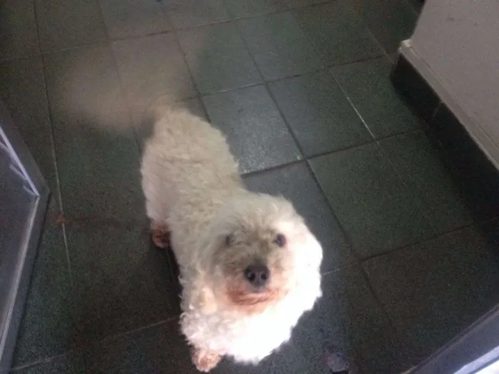 Cachorro ra a Poodle idade 4 anos nome Sem nome