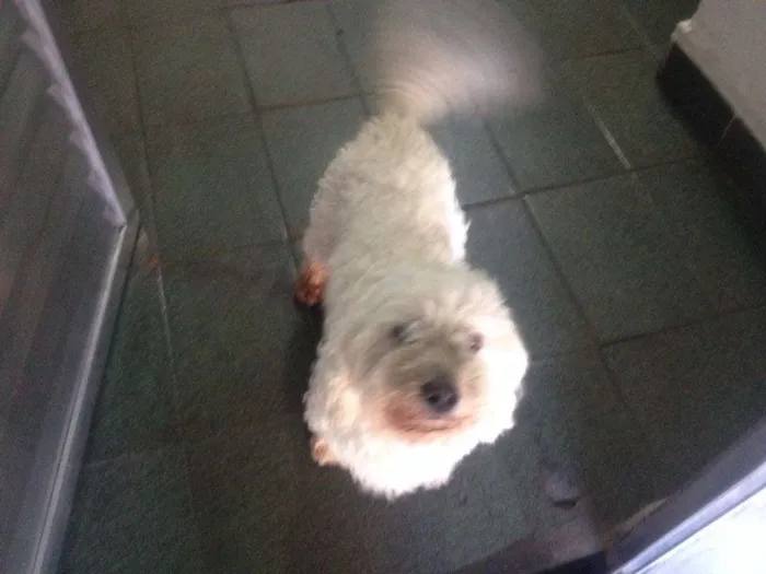 Cachorro ra a Poodle idade 4 anos nome Sem nome