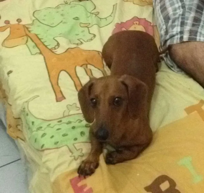 Cachorro raça Basset-Cofap idade 4 anos nome Tieta