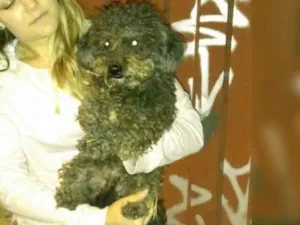 Cachorro raça Podle idade  nome Rosquito