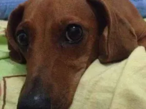 Cachorro raça Basset-Cofap idade 4 anos nome Tieta