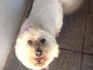 Cachorro raça Poodle idade 4 anos nome Sem nome