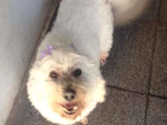 Cachorro ra a Poodle idade 4 anos nome Sem nome