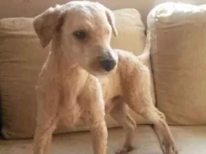 Cachorro raça  idade 2 anos nome VOCÊ ESCOLHE!